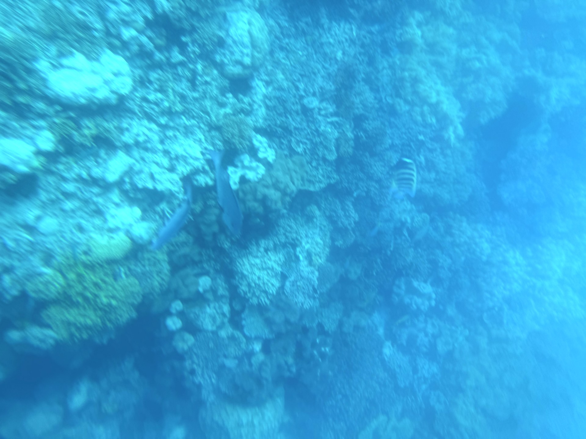 Fish and coral visible beneath blue water on the Great Barrier Reef