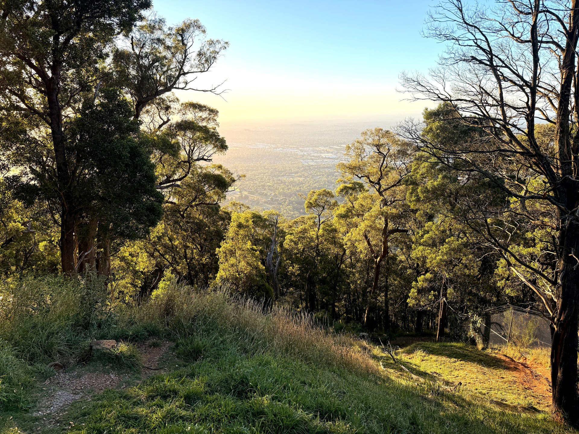 A sunlit track and gum trees above distant suburbs in the Dandenong Ranges